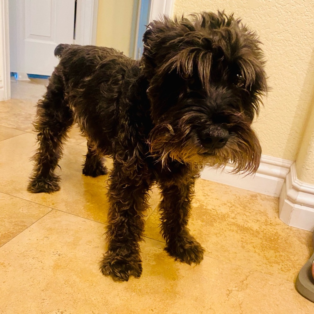 Your Poshers Jackie & her mini schnauzer, Licorice🐾💕